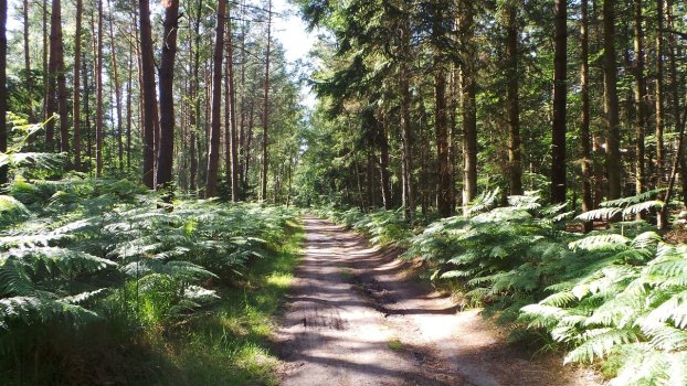 Waldweg in Born a. Darß auf dem Weg zur Ostsee